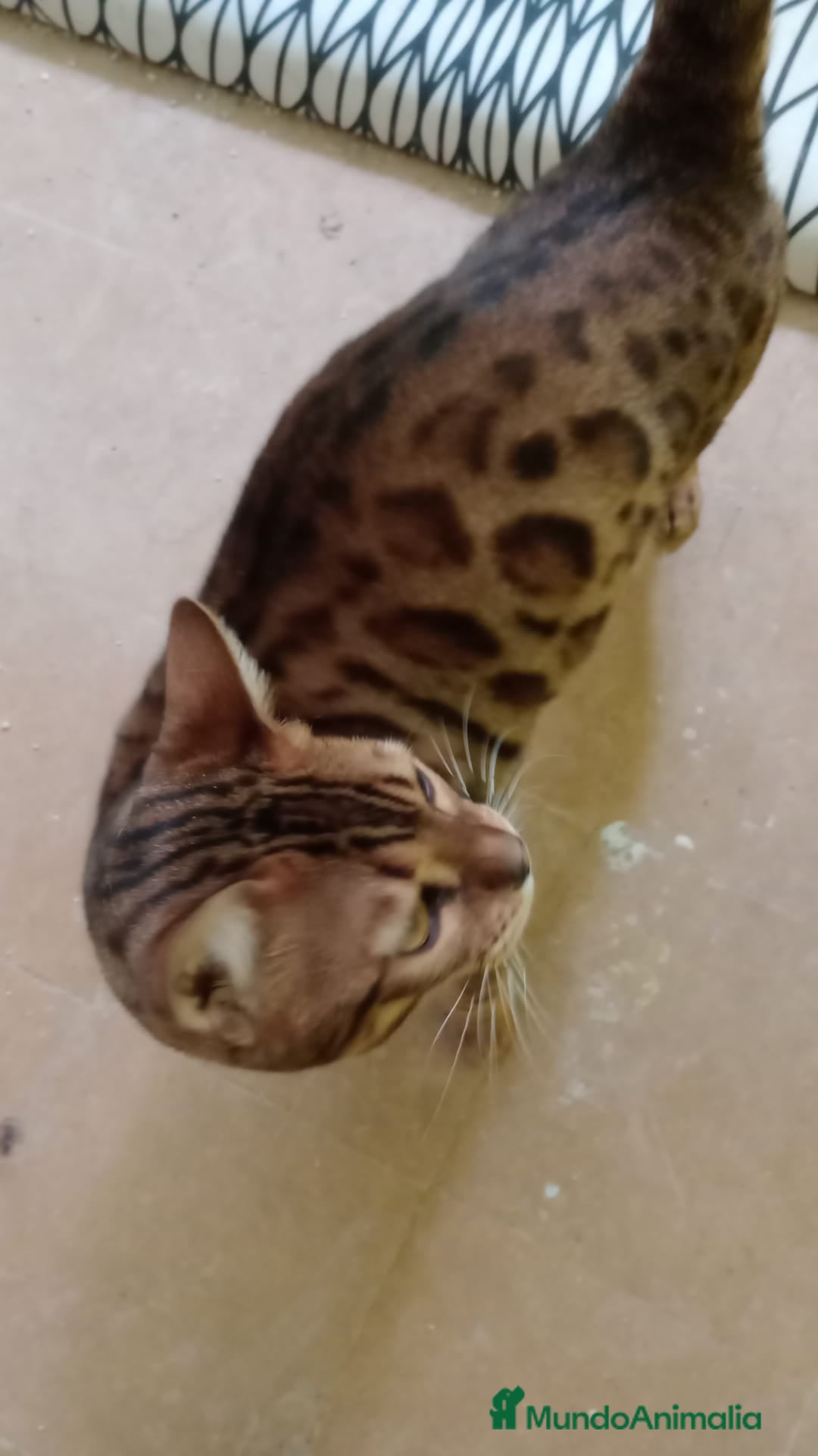 Bengalí gatos en venta: Gatos bengalis tienen 8 meses  - Anuncio 2