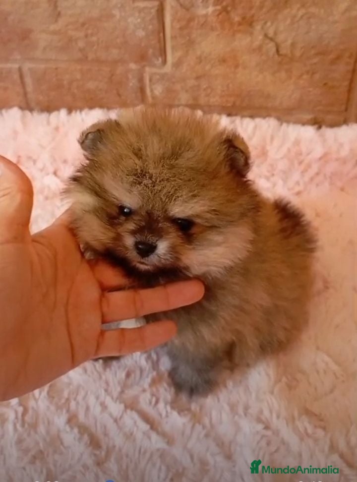 Pomerania perros Lulu pomerania  toy cara de osito . - Anuncio 1