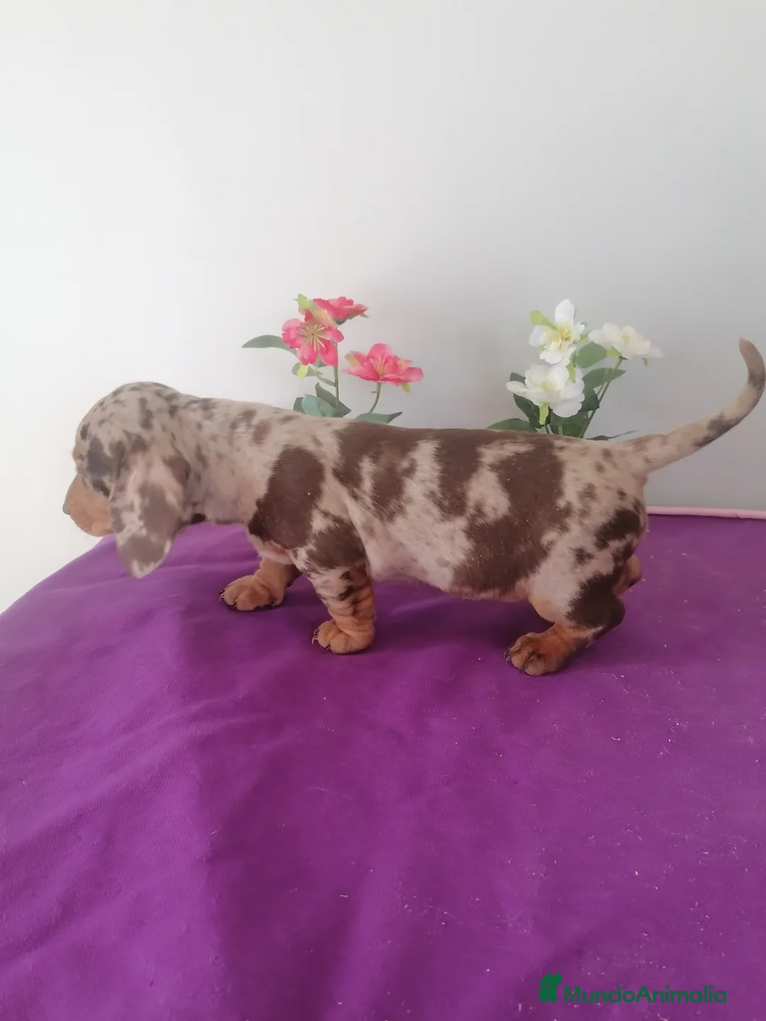 Teckel Miniatura perros en venta: Teckel Arlequín chocolate y arlequín negro  - Anuncio 2