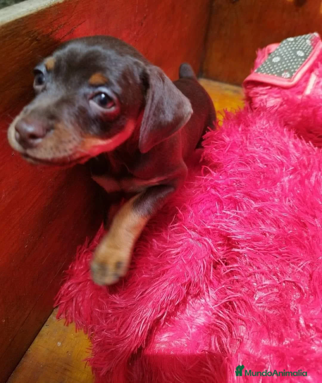 Pinscher Miniatura perros en venta: Pincher mini exóticos  en Ciudad Real - Anuncio 9