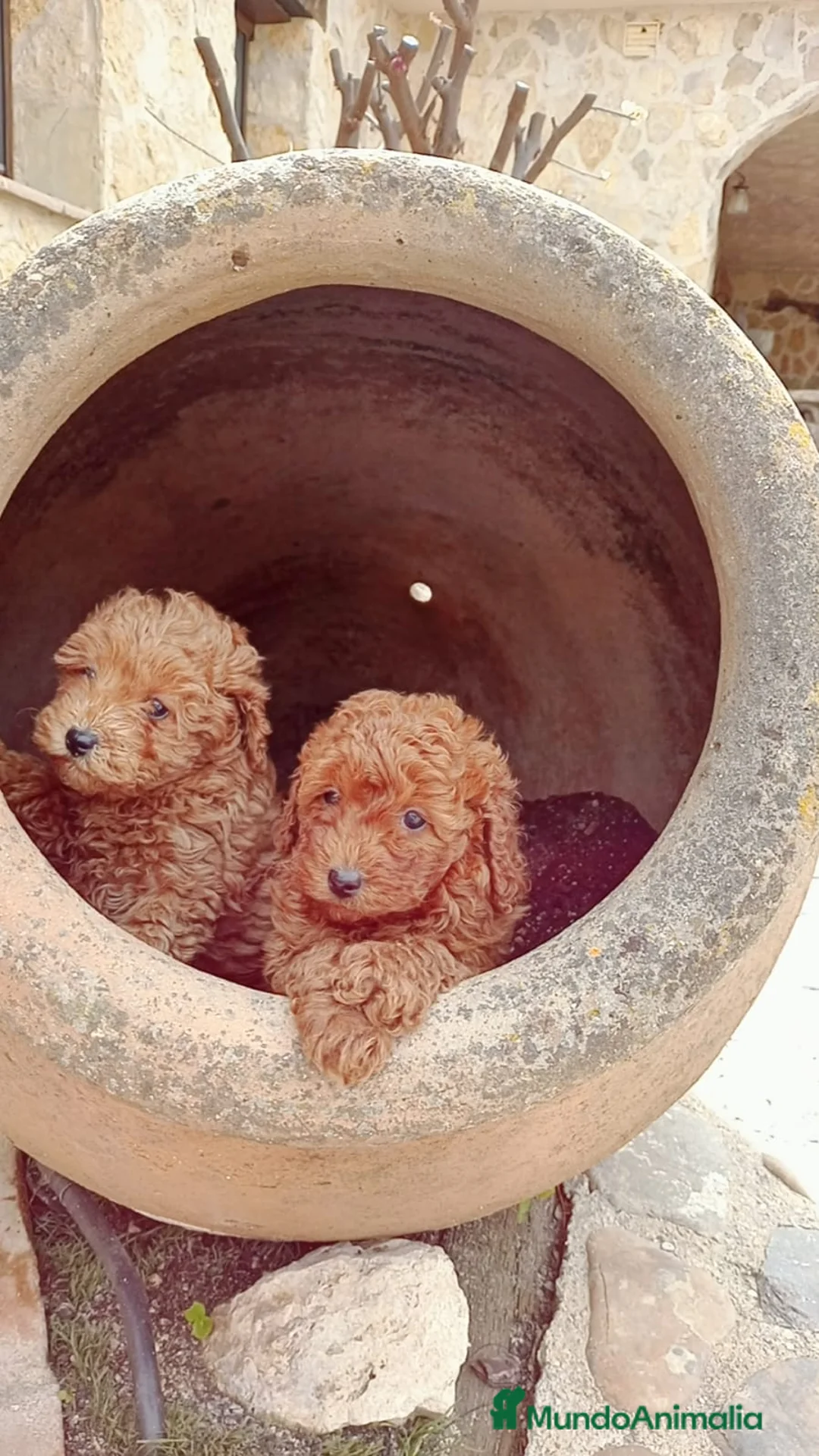 Caniche Enano perros en venta: caniche enano - Anuncio 1