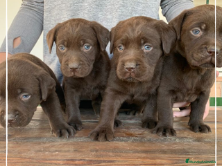 Labrador Retriever perros en Madrid - Anuncio 16
