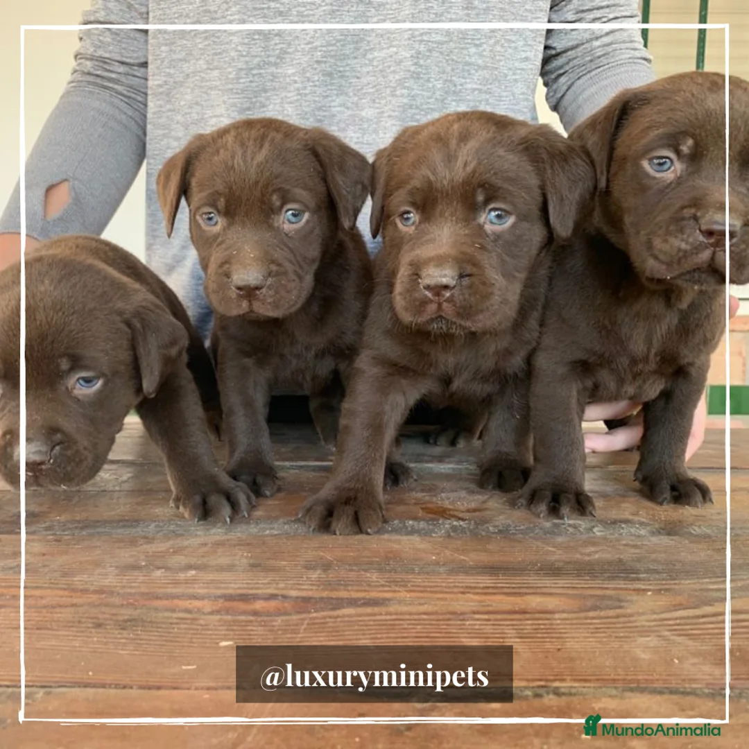 Labrador Retriever perros en venta: Camada de Labrador Retriever en Madrid - Anuncio 1