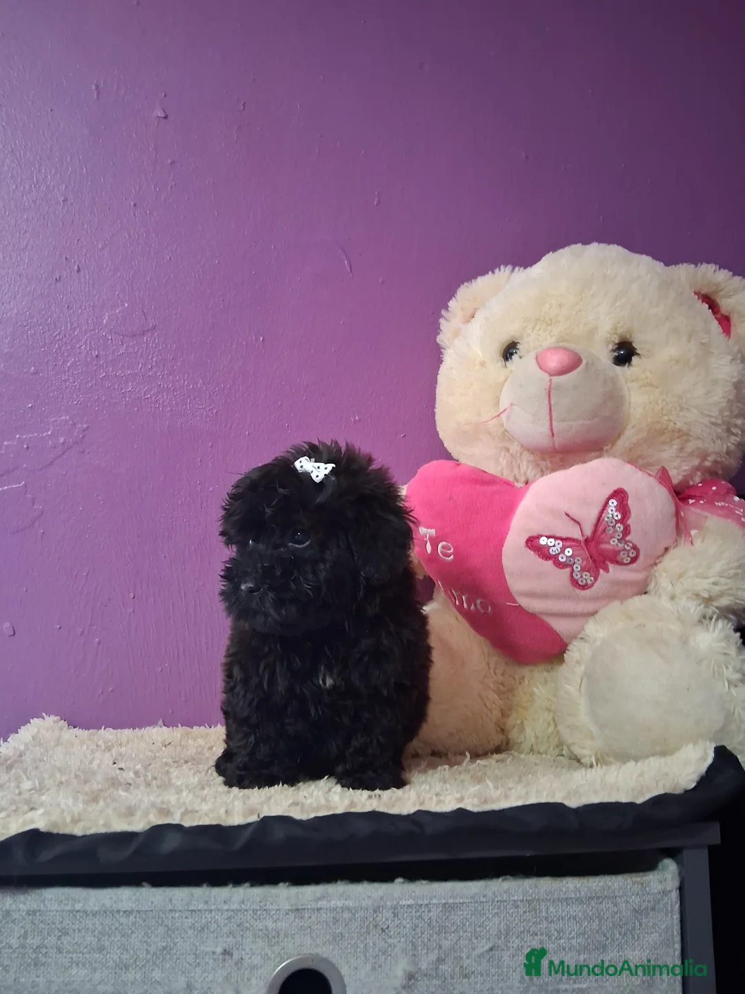 Caniche Toy perros en venta: Caniche toy  - Anuncio 1