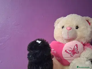 Caniche Toy perros Caniche toy - Anuncio 2