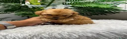 Caniche Toy perros en venta: CANICHE TOY - Anuncio 4