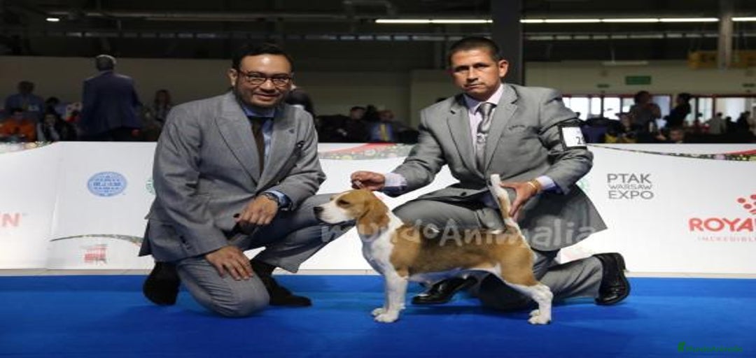 Imagen de galería {{count}}