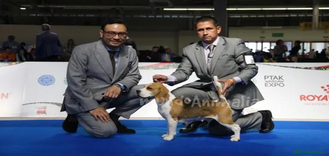 Imagen de galería {{count}}