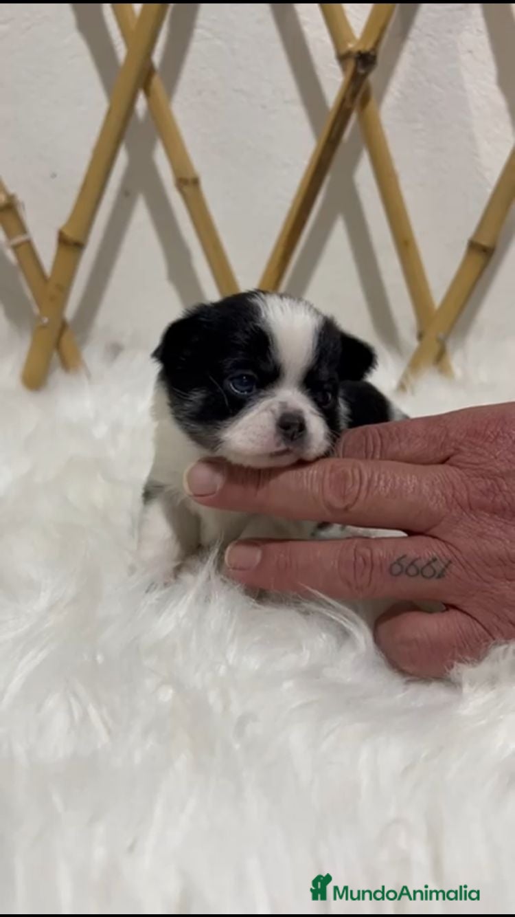 Chihuahua perros CHIHUAHUA MINI TOY PELO LARGO - Anuncio 11