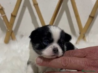 Chihuahua perros CHIHUAHUA MINI TOY PELO LARGO - Anuncio 3