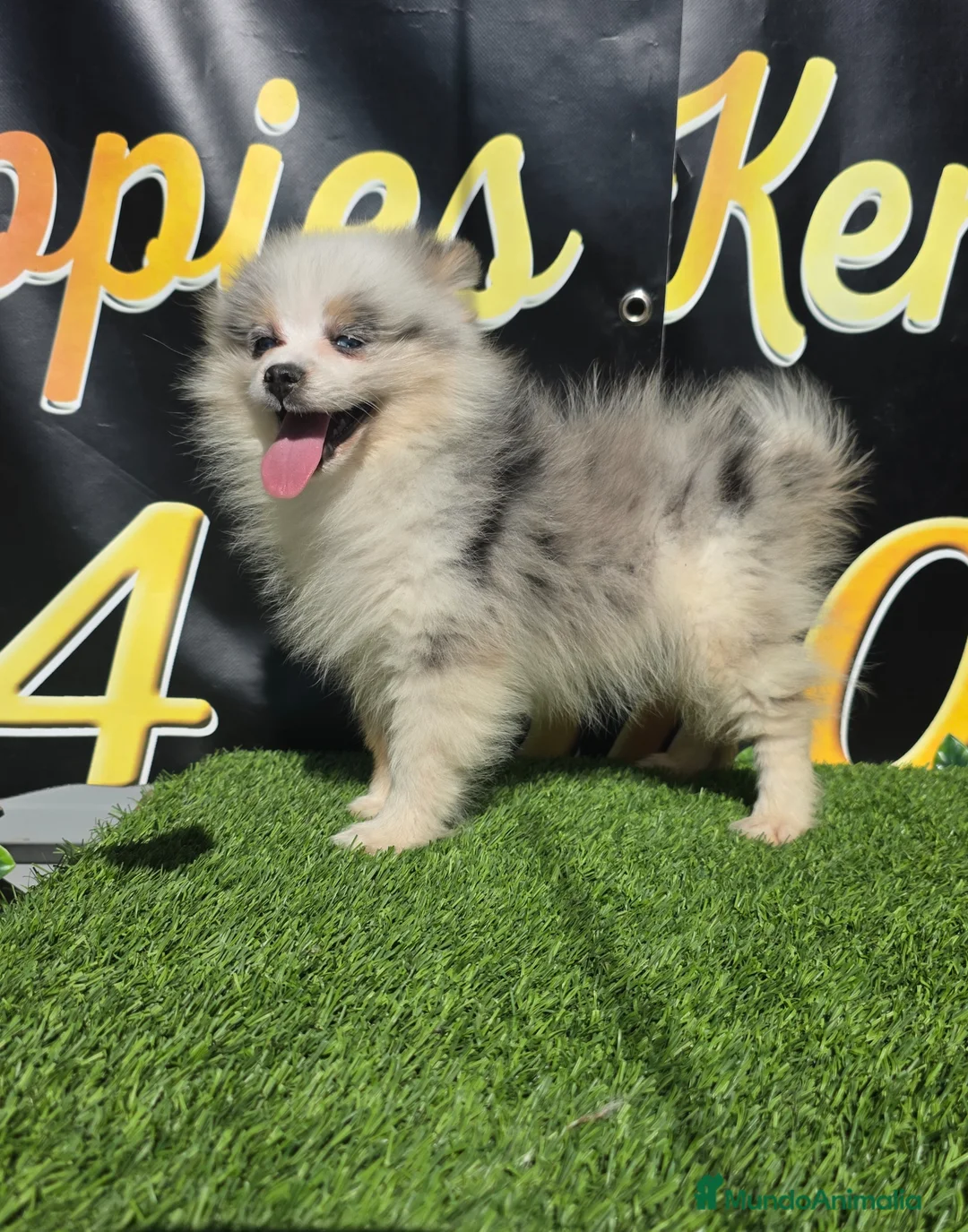 Pomsky perros en venta: Pomsky  miniatura tricolor - Anuncio 1