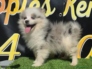 Pomsky perros Pomsky miniatura tricolor - Anuncio 4