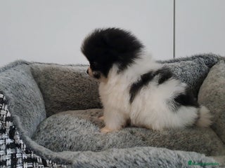 Pomerania perros Lulu de Pomerania Mini Particolor - Anuncio 18