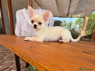 Chihuahua perros - Anuncio 30