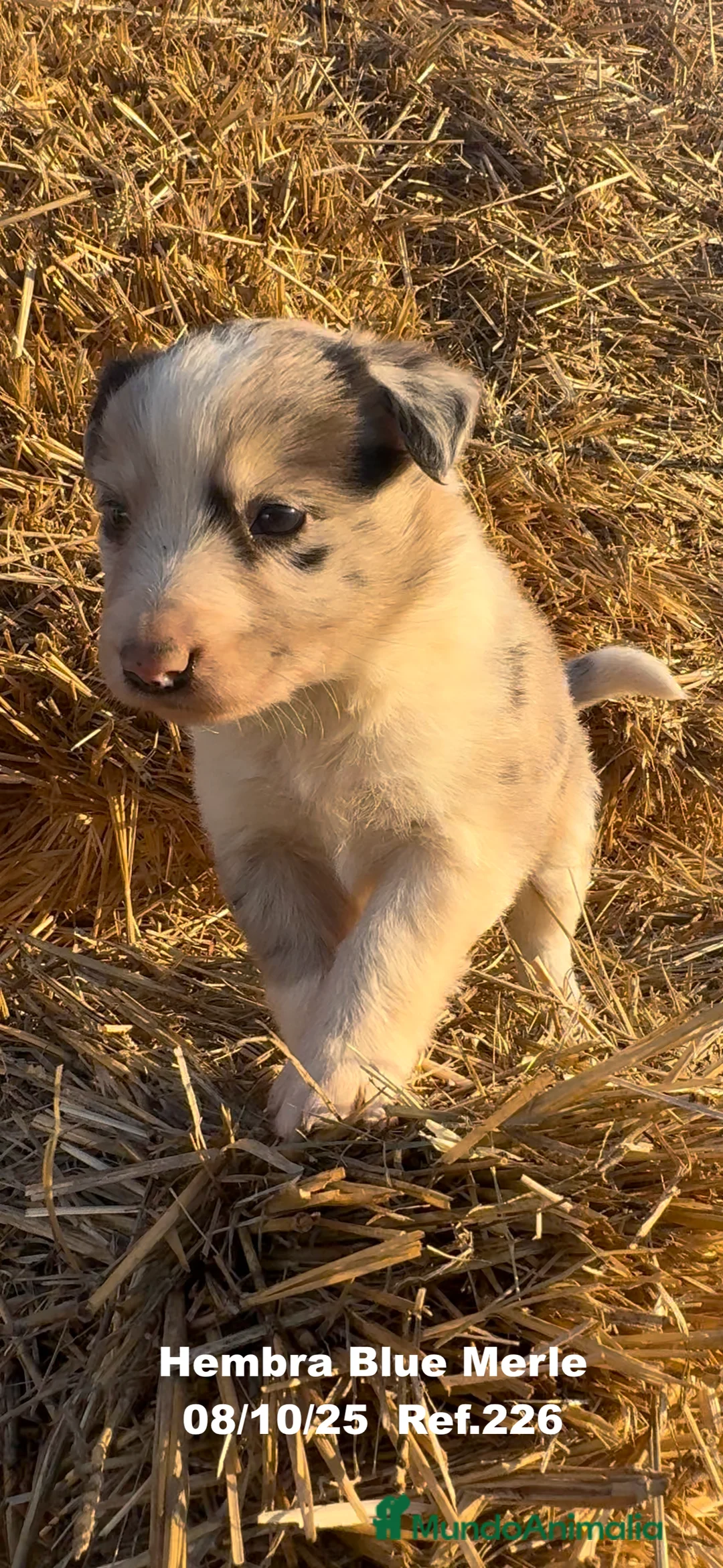 Border Collie perros en venta: Border Collie Blue Merle - Anuncio 5