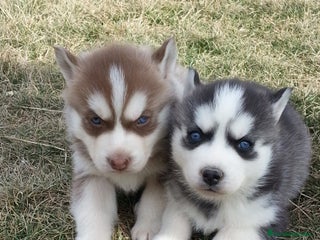 Husky Siberiano perros ‼️‼️husky siberianos - Anuncio 1