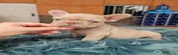 Bulldog Francés perros en venta: Bulldog francés exoticos  - Anuncio 1