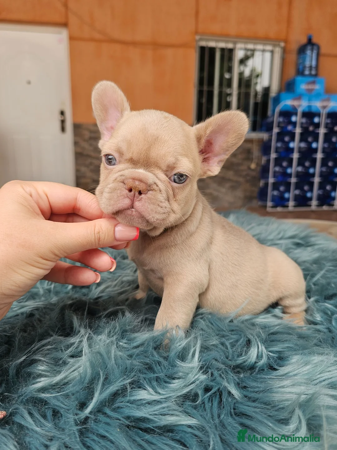 Bulldog Francés perros en venta: Bulldog francés exoticos  - Anuncio 1