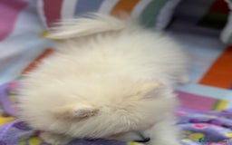 Pomerania perros en venta: Lulu pomerania toy  - Imagen 4