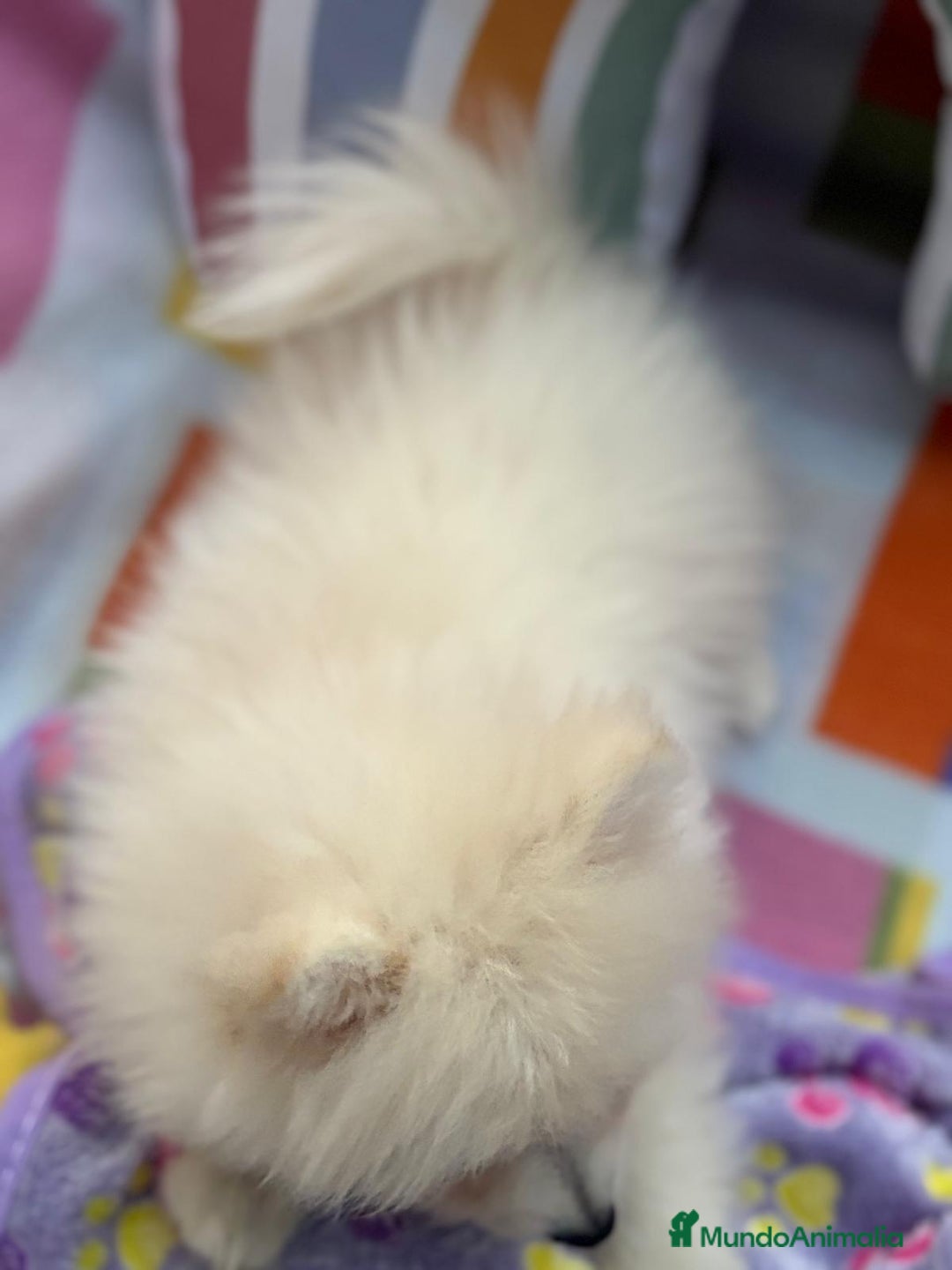 Pomerania perros en venta: Lulu pomerania toy  - Imagen 4