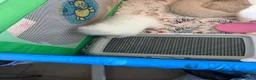 Pomerania perros en venta: Pomerania - Anuncio 9