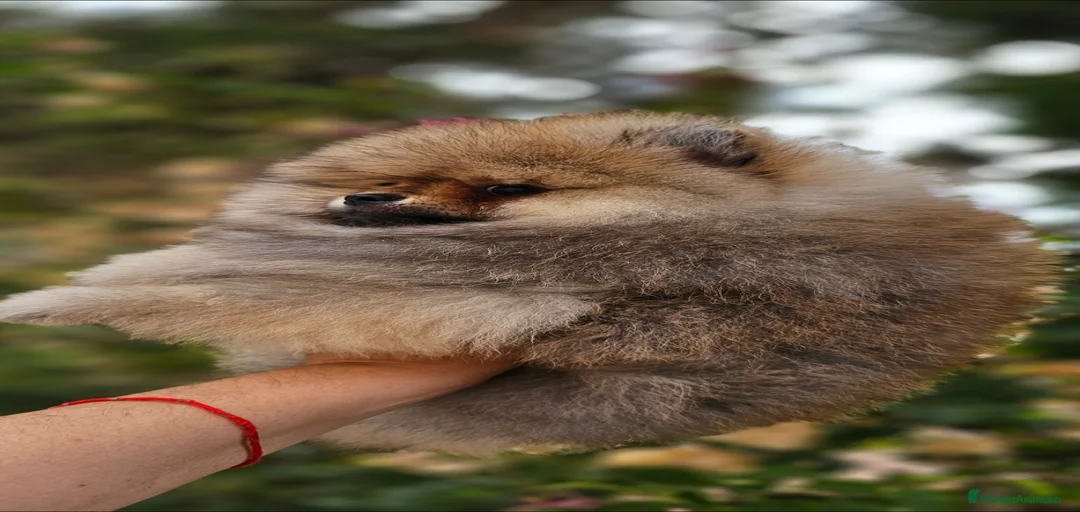 Imagen de galería {{count}}