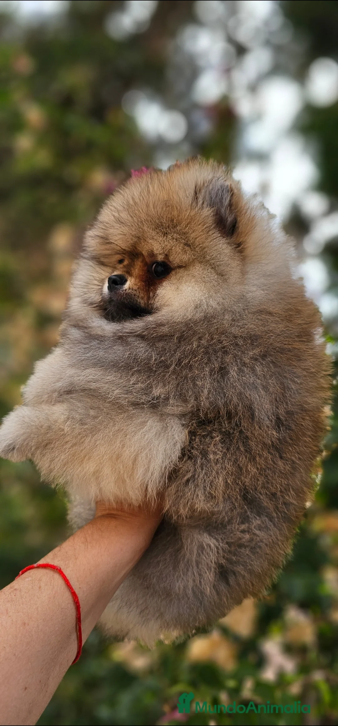 Imagen de galería {{count}}