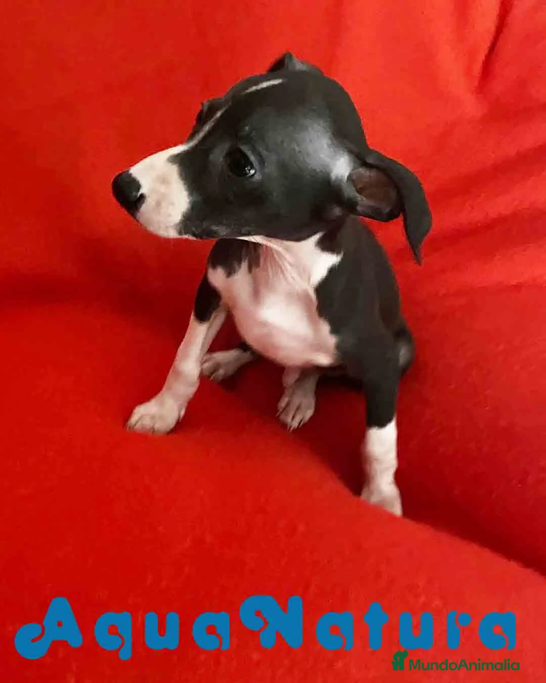Pequeño Lebrel Italiano perros en venta:  Lebrel Italiano Macho 7345 de BN - AQUANATURA en Barcelona - Anuncio 4