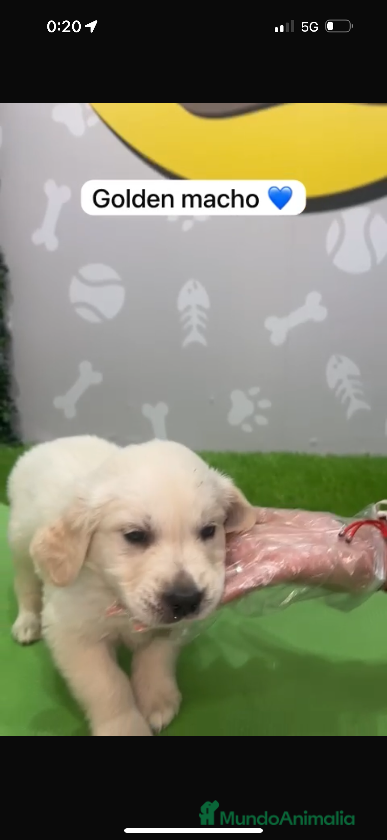 Golden Retriever perros Golden retriever macho - Anuncio 2