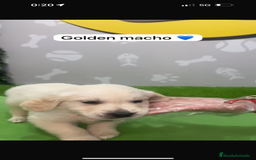 Golden Retriever perros en venta: Golden retriever macho - Imagen 2