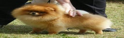 Pomerania perros en venta: LOS POMERANIA MÁS PELUDOS !!!! en Badajoz - Anuncio 6