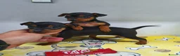 Ratón de Praga perros en venta: Ratón de Praga  - Anuncio 1
