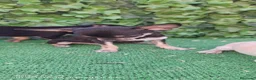 Chihuahua perros en venta: Chihuahua  - Anuncio 3