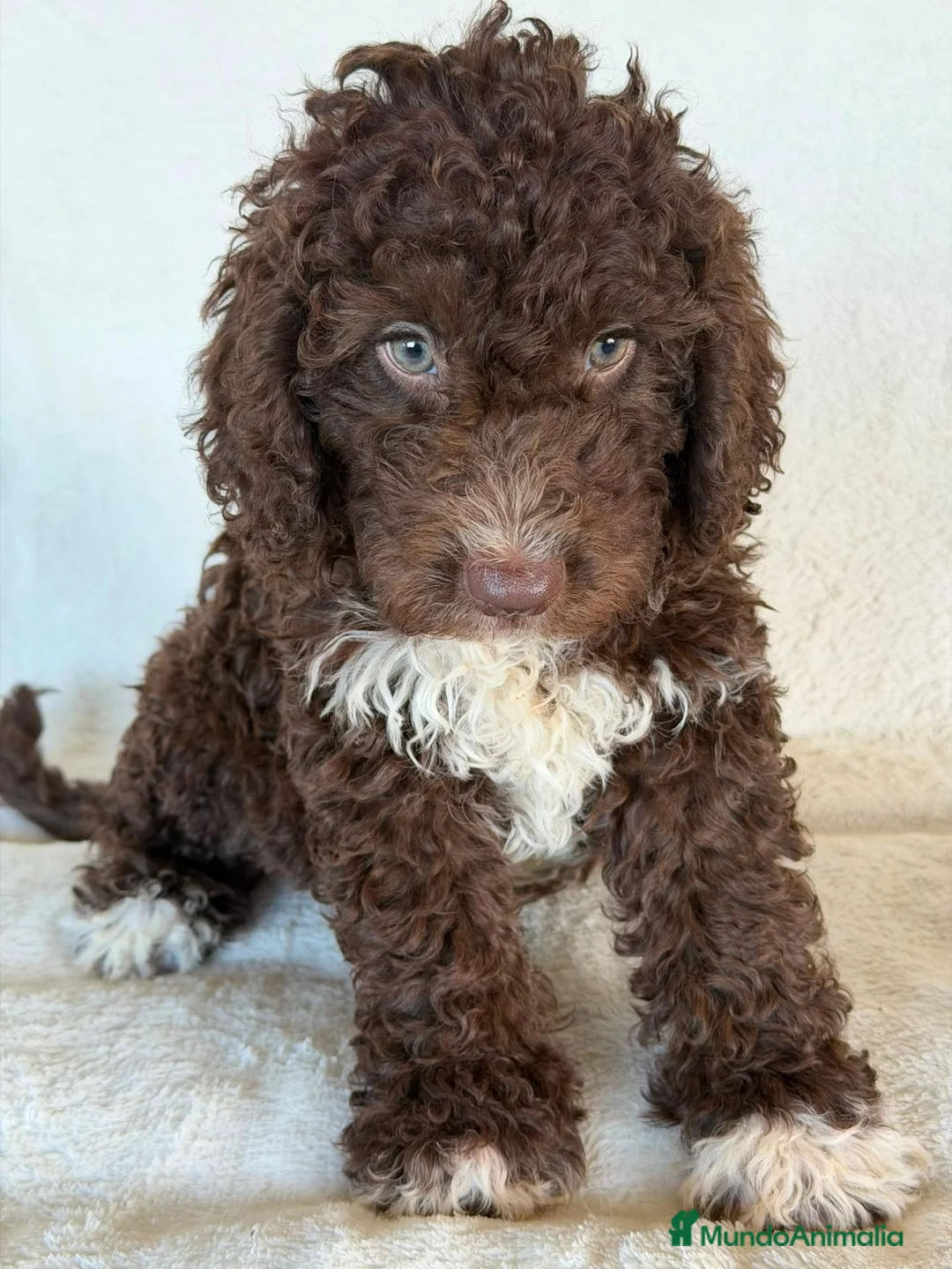 Perro de Agua Español perros en venta: PERROS DE AGUA - Anuncio 2