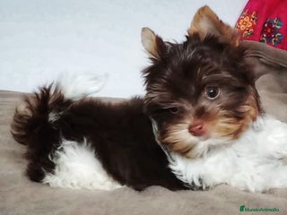 Yorkshire Terrier perros Cachorros Yorkshire chocolate Micro/Toy - Anuncio 8