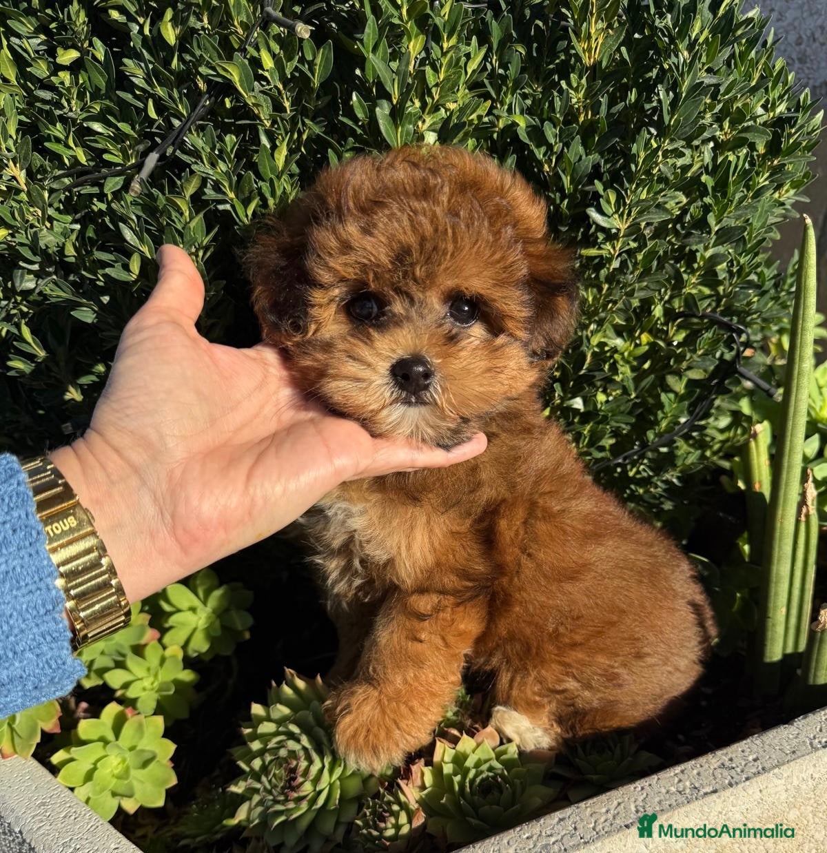 Maltipoo perros Maltipoo colores exóticos muy bonita !!! - Anuncio 5