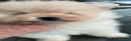 Pomerania perros en venta: POMERANIAS EXCLUSIVOS - Anuncio 4