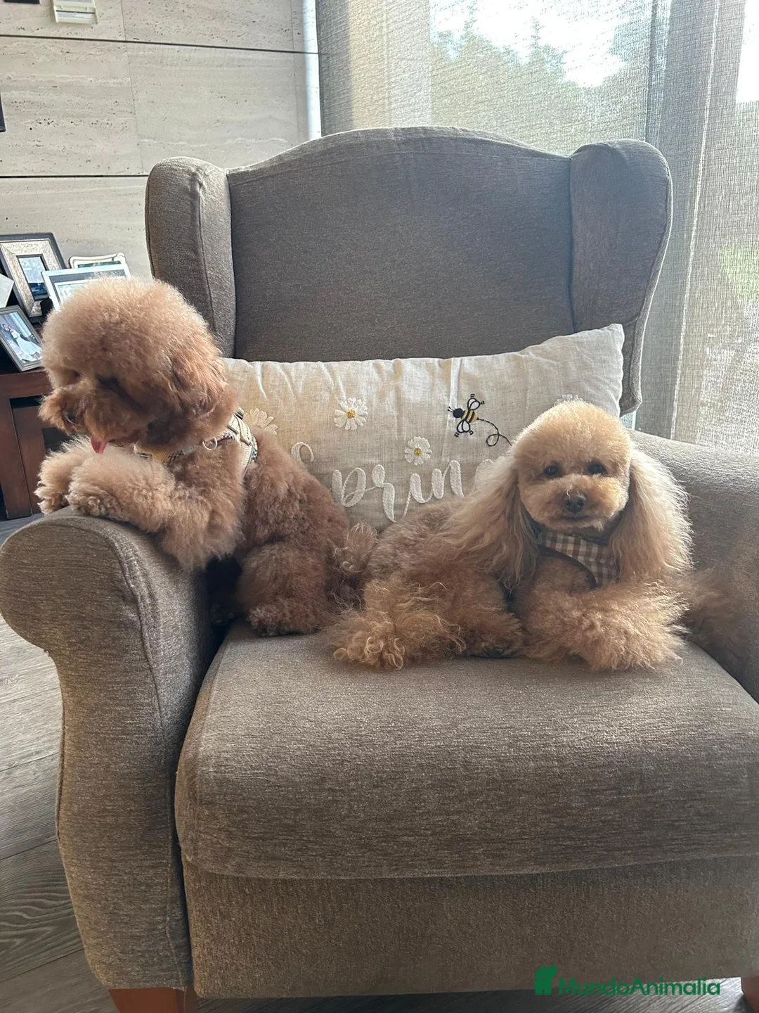 Caniche Toy perros en venta: CANICHE TOY  - Anuncio 2