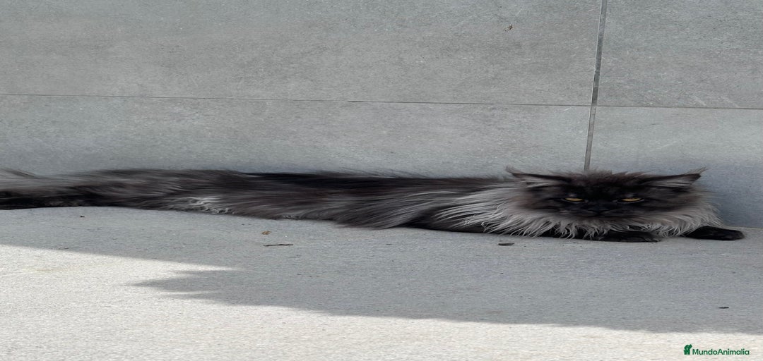 Imagen de galería {{count}}