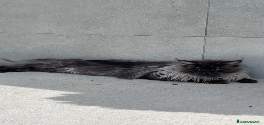 Imagen de galería {{count}}