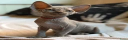 Sphynx gatos en venta: Sphynx pedigree - Anuncio 8