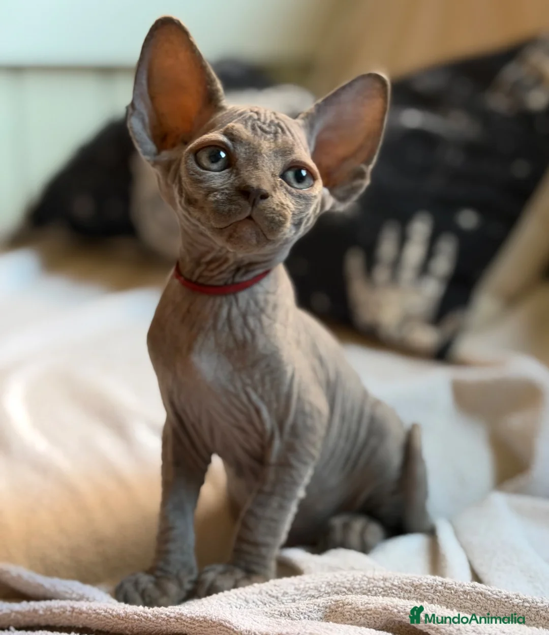 Sphynx gatos en venta: Sphynx pedigree - Anuncio 8