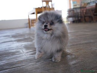 Pomerania perros - Anuncio 2