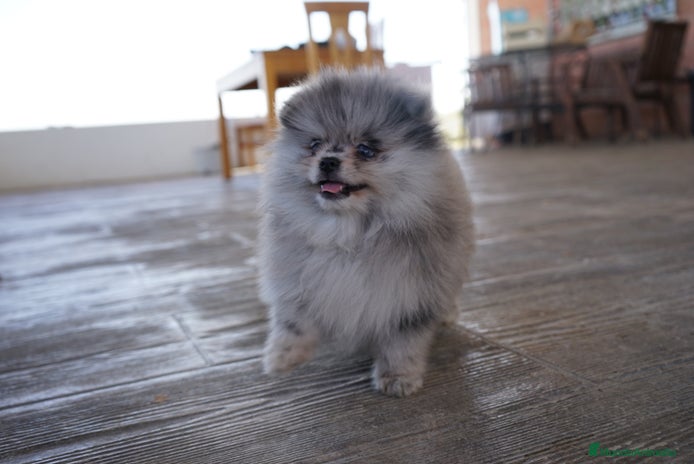 Pomerania perros - Anuncio 1
