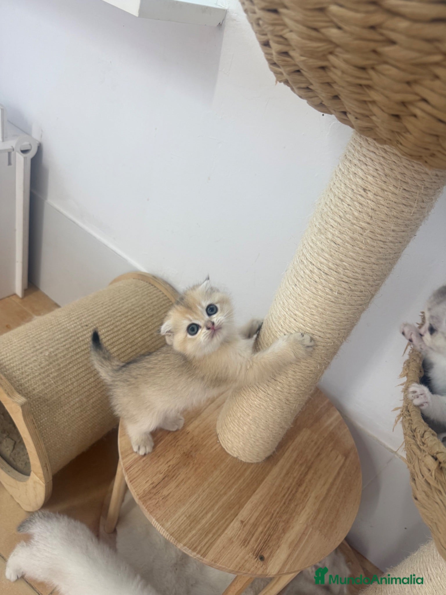 Scottish Fold gatos Scottish fold - Anuncio 3