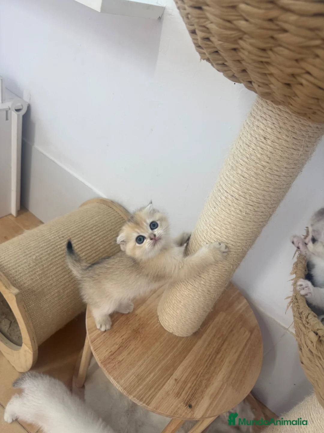 Scottish Fold gatos en venta: Scottish fold - Anuncio 1