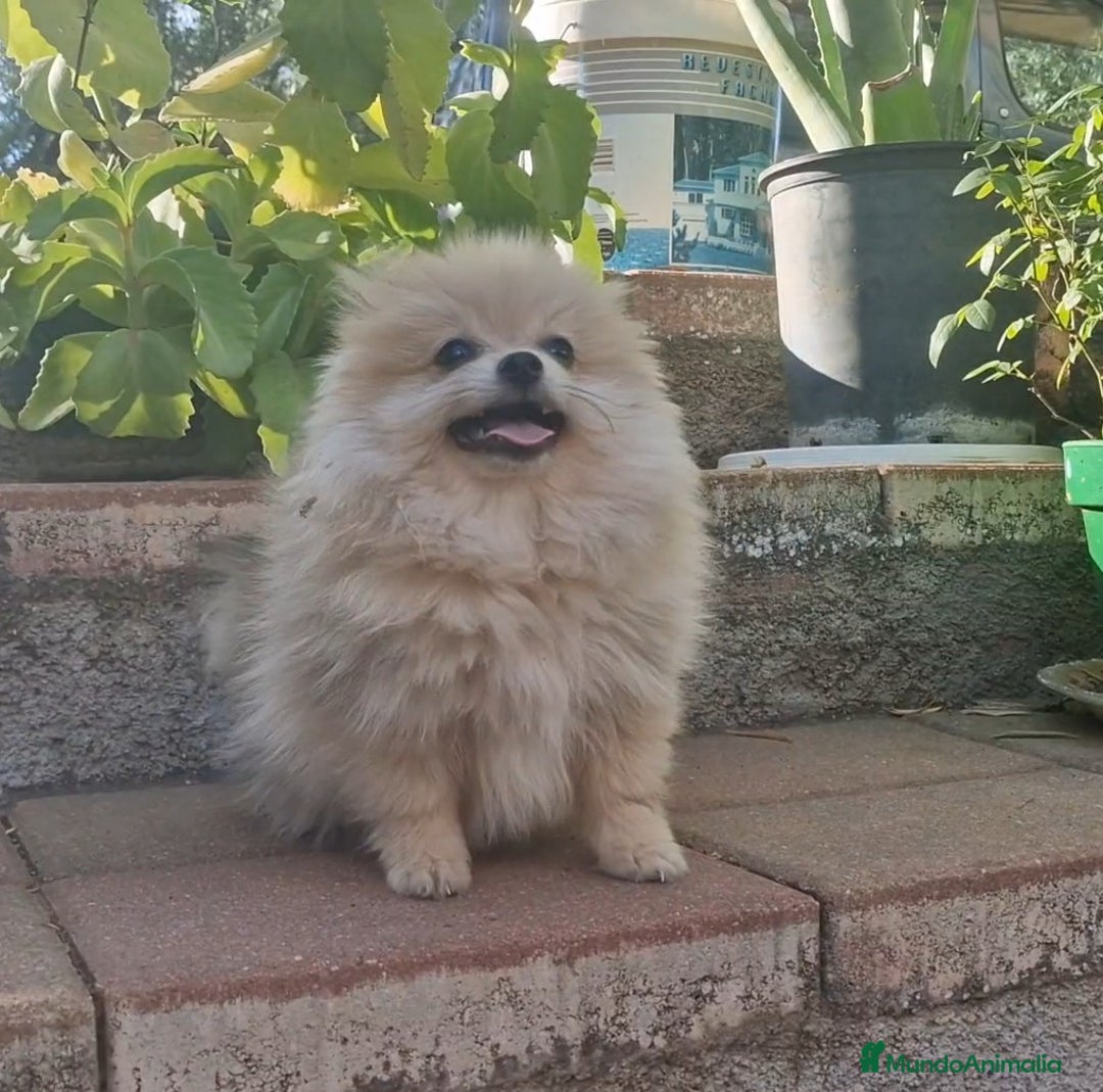 Pomerania perros en venta: Pomerania merle diluido 50% línea rusa - Imagen 3