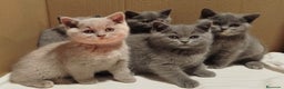 Británico de Pelo Corto Azul gatos en venta: British Shorthair  - Anuncio 4