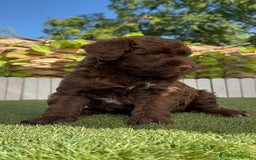 Perro de Agua Español perros en venta: PERRO DE AGUA HEMBRA - Imagen 21