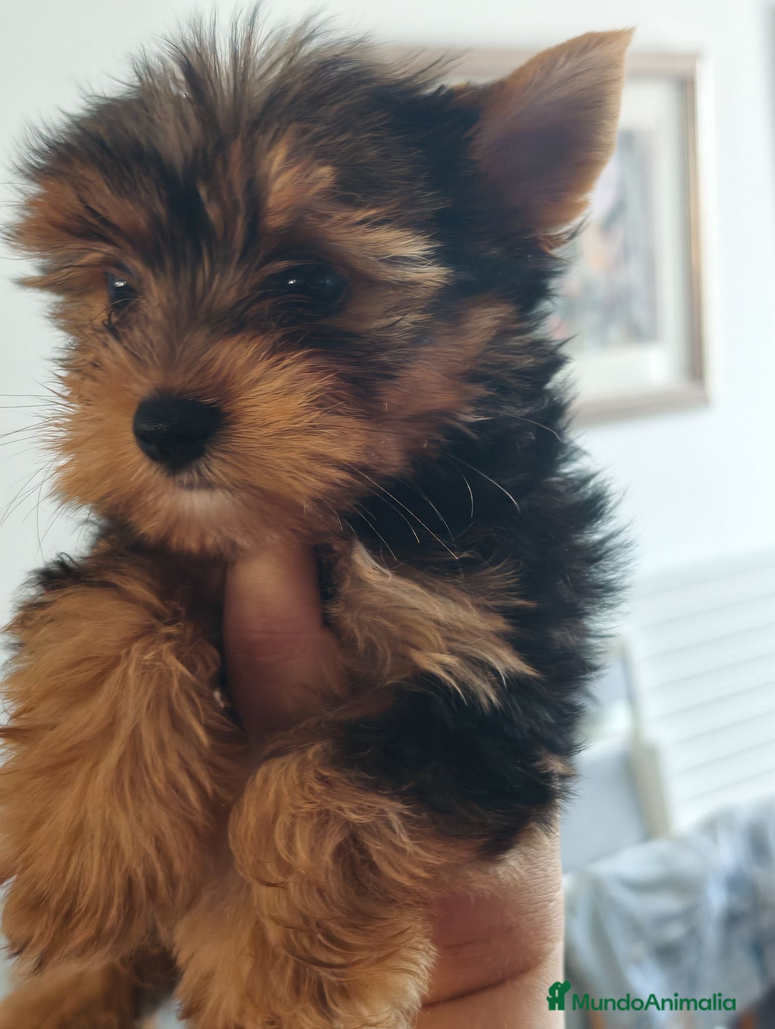 Yorkshire Terrier perros Yorkshire terrier machos  - Anuncio 3